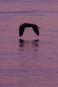dawn flight 2